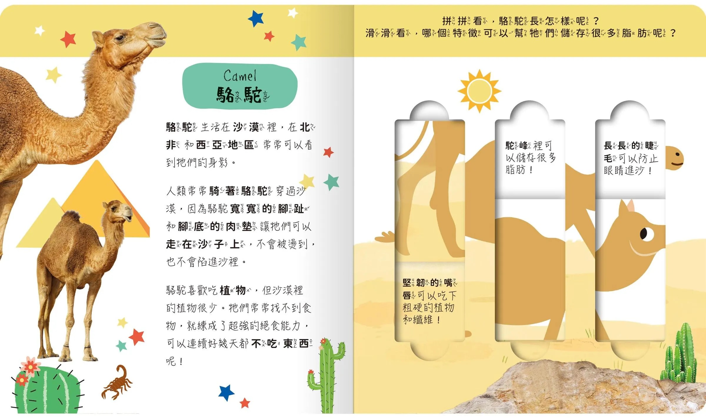 lovely puzzle-沙漠動物園